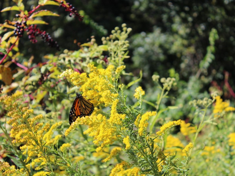 A butterfly lands on some goldenrod, one of the flowers native to the D.C. area that DMV student groups planted as part of the first Wild Visions Habitat Creation Challenge hosted by Garden for Wildlife. (Courtesy of Trisha Singh/Garden for Wildlife)