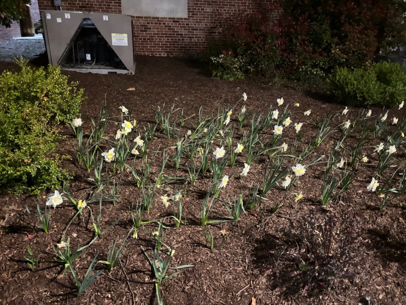 A citywide composting allows Howard to give back to the environment with an increase in greenery and plant life across campus. (Jada Ingleton/The Washington Informer)